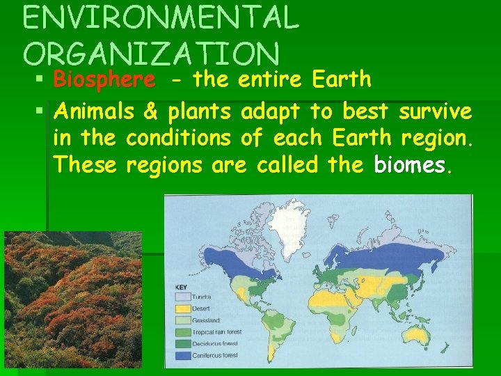 ENVIRONMENTAL ORGANIZATION § Biosphere - the entire Earth § Animals & plants adapt to