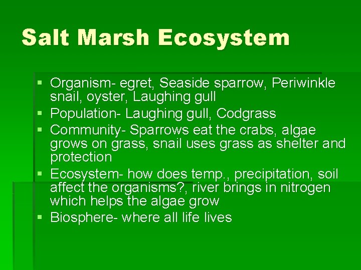 Salt Marsh Ecosystem § Organism- egret, Seaside sparrow, Periwinkle snail, oyster, Laughing gull §