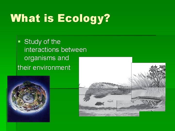 What is Ecology? § Study of the interactions between organisms and their environment 