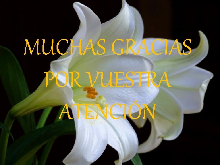 MUCHAS GRACIAS POR VUESTRA ATENCIÓN MUCHAS GRACIAS POR VUESTRA ATENCIÓN
