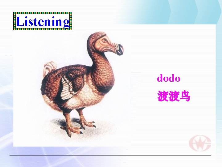 Listening dodo 渡渡鸟 