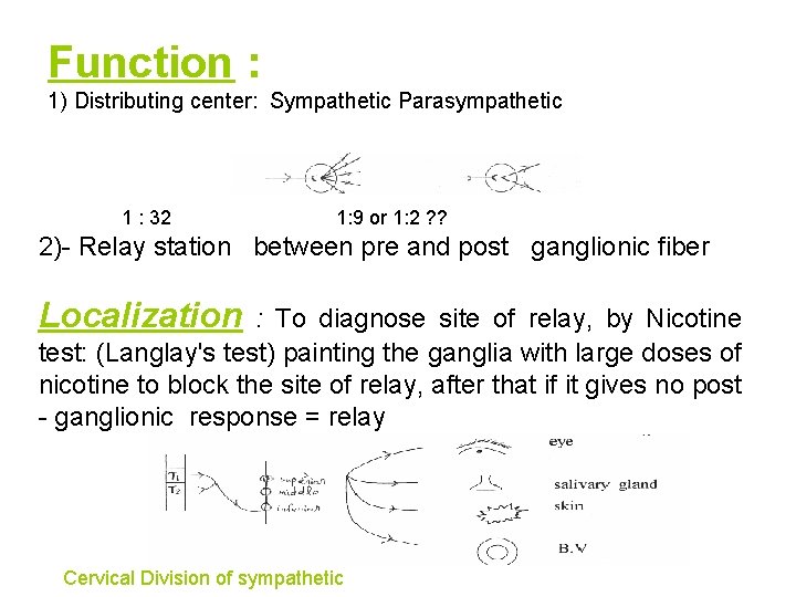 Function : 1) Distributing center: Sympathetic Parasympathetic 1 : 32 1: 9 or 1:
