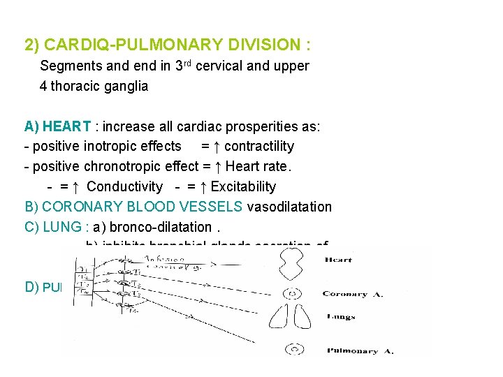 2) CARDIQ-PULMONARY DIVISION : Segments and end in 3 rd cervical and upper 4