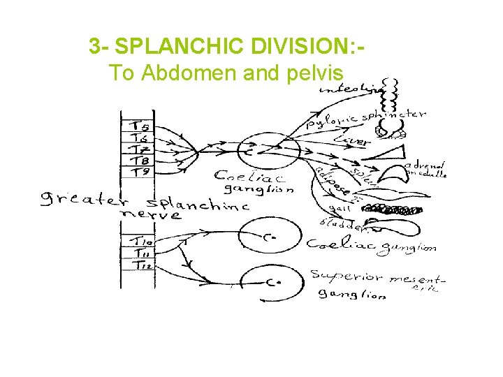3 - SPLANCHIC DIVISION: To Abdomen and pelvis 