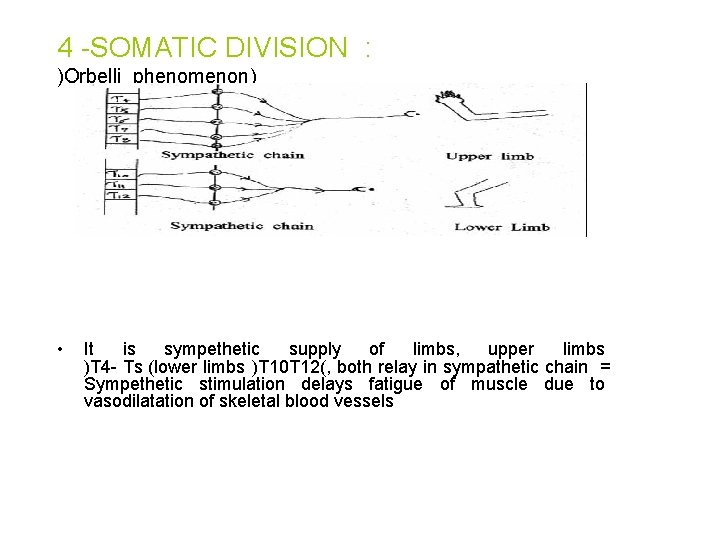 4 -SOMATIC DIVISION : )Orbelli phenomenon) • It is sympethetic supply of limbs, upper