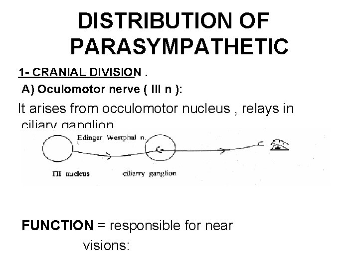 DISTRIBUTION OF PARASYMPATHETIC 1 - CRANIAL DIVISION. A) Oculomotor nerve ( III n ):