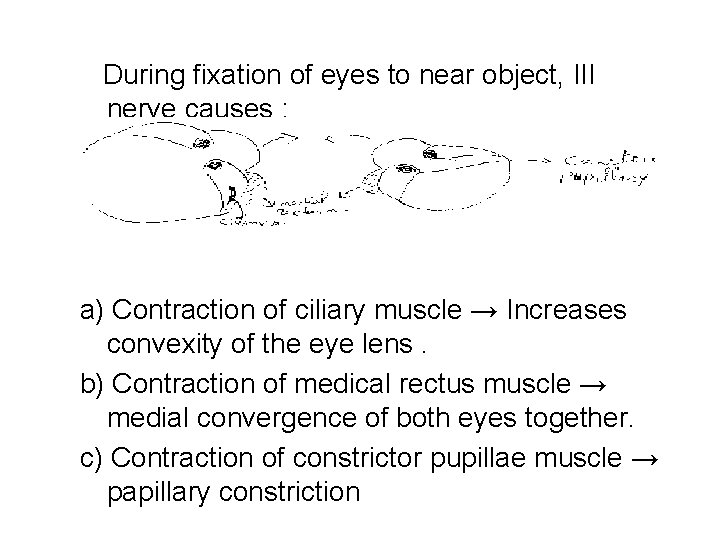 During fixation of eyes to near object, III nerve causes : a) Contraction of