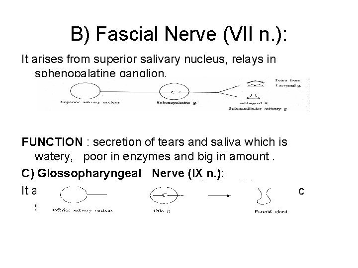 B) Fascial Nerve (VII n. ): It arises from superior salivary nucleus, relays in