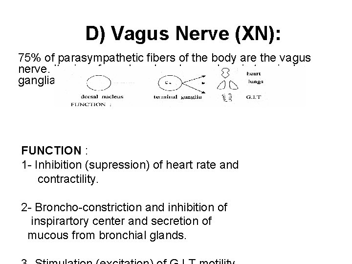 D) Vagus Nerve (XN): 75% of parasympathetic fibers of the body are the vagus