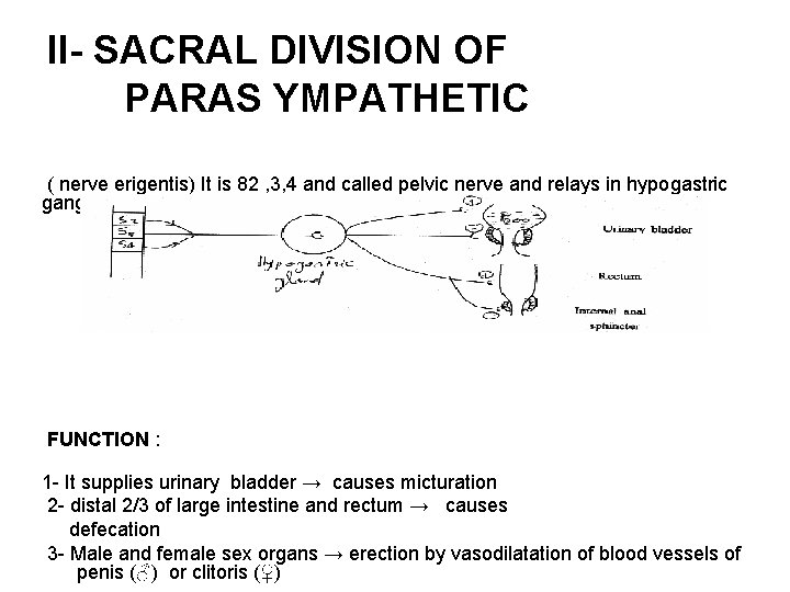 II- SACRAL DIVISION OF PARAS YMPATHETIC ( nerve erigentis) It is 82 , 3,