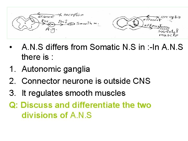  • A. N. S differs from Somatic N. S in : -In A.