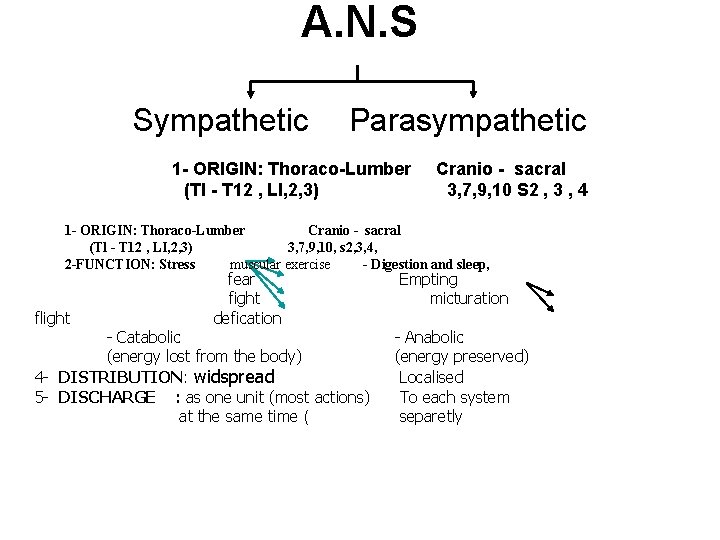 A. N. S Sympathetic Parasympathetic 1 - ORIGIN: Thoraco-Lumber (Tl - T 12 ,