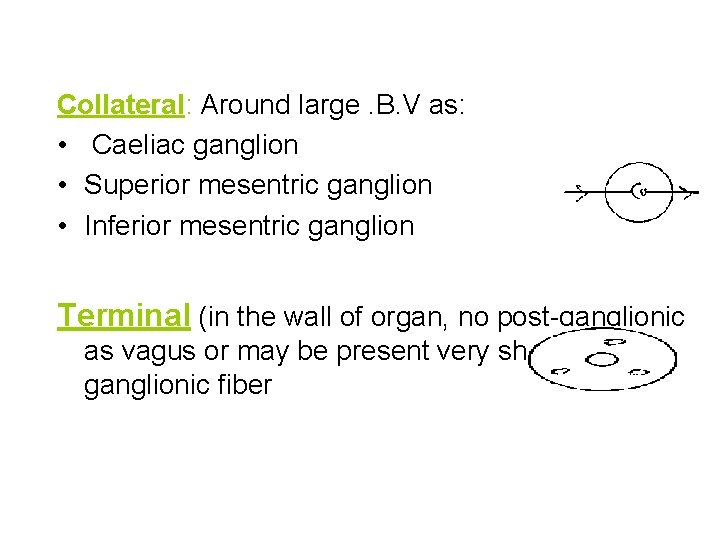 Collateral: Around large. B. V as: • Caeliac ganglion • Superior mesentric ganglion •