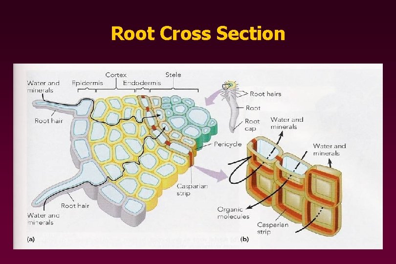 ROOTS The Hidden Secrets of Plants by John