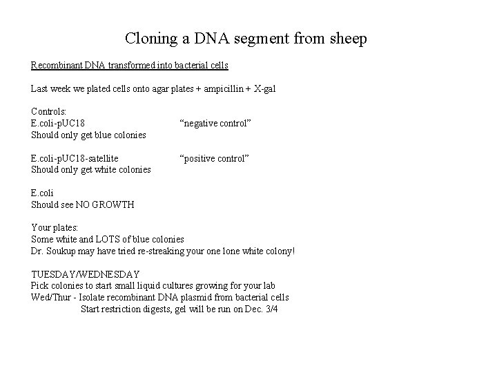 Cloning a DNA segment from sheep Recombinant DNA transformed into bacterial cells Last week