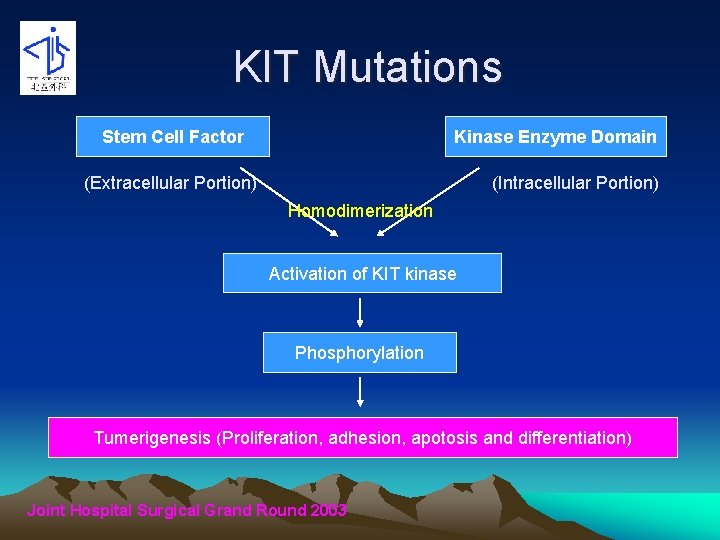 KIT Mutations Stem Cell Factor Kinase Enzyme Domain (Extracellular Portion) (Intracellular Portion) Homodimerization Activation