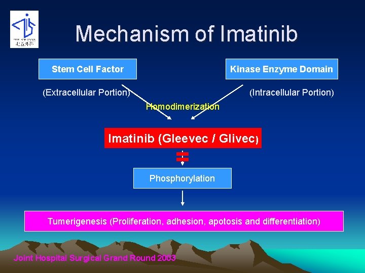 Mechanism of Imatinib Stem Cell Factor Kinase Enzyme Domain (Extracellular Portion) (Intracellular Portion) Homodimerization