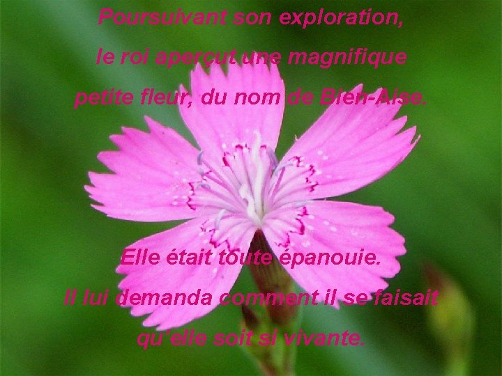 Poursuivant son exploration, le roi aperçut une magnifique petite fleur, du nom de Bien-Aise.