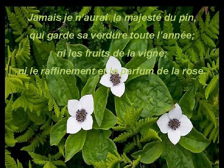 Jamais je n’aurai la majesté du pin, qui garde sa verdure toute l’année; ni