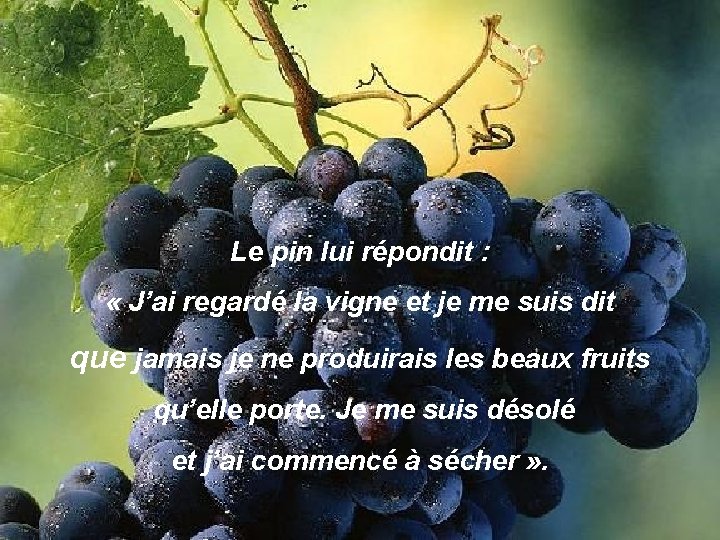 Le pin lui répondit : « J’ai regardé la vigne et je me suis