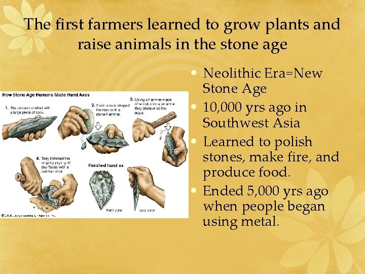 The first farmers learned to grow plants and raise animals in the stone age The first farmers learned to grow plants and raise animals in the stone age