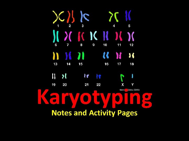 Karyotyping Notes and Activity Pages 