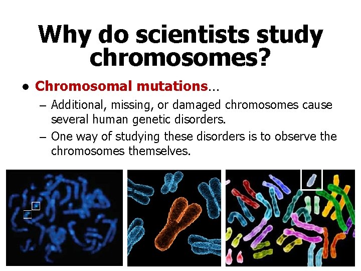 Why do scientists study chromosomes? ● Chromosomal mutations… – Additional, missing, or damaged chromosomes