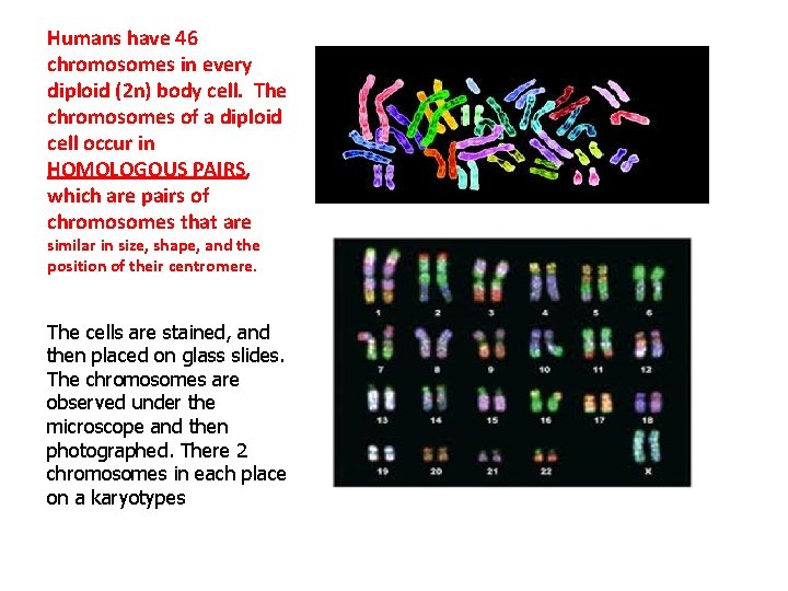 Humans have 46 chromosomes in every diploid (2 n) body cell. The chromosomes of