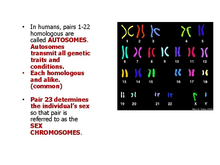  • In humans, pairs 1 -22 homologous are called AUTOSOMES. Autosomes transmit all