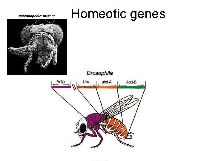 Homeogenic 32 Gene regulation in Eukaryotes Lecture Outline 112805