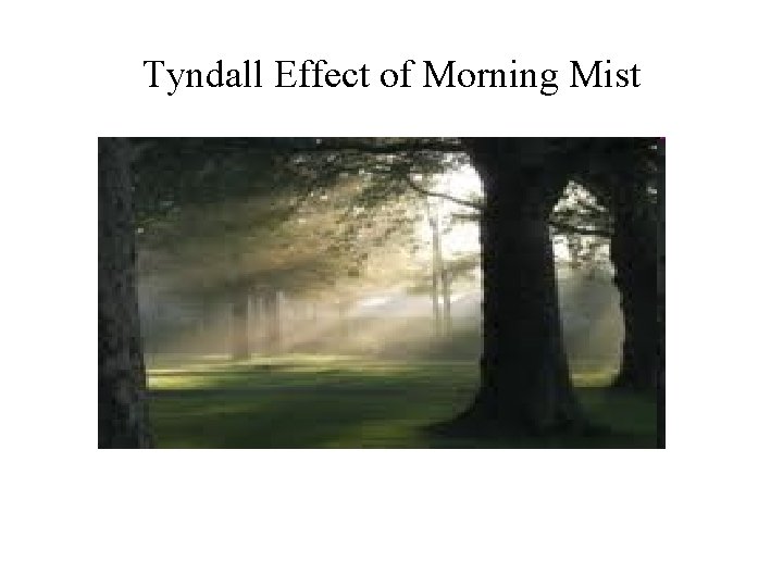 Tyndall Effect of Morning Mist 