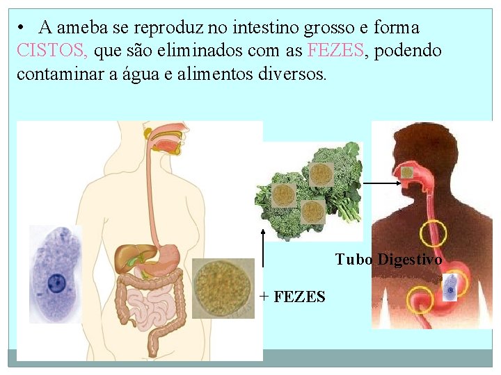  • A ameba se reproduz no intestino grosso e forma CISTOS, que são