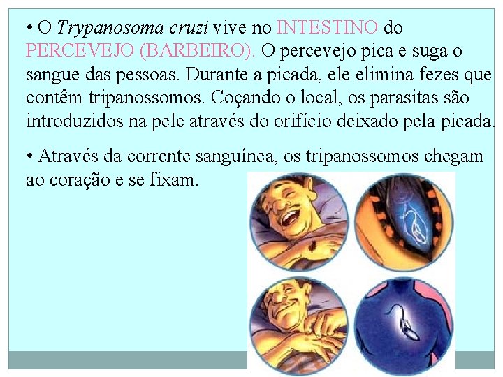  • O Trypanosoma cruzi vive no INTESTINO do PERCEVEJO (BARBEIRO). O percevejo pica