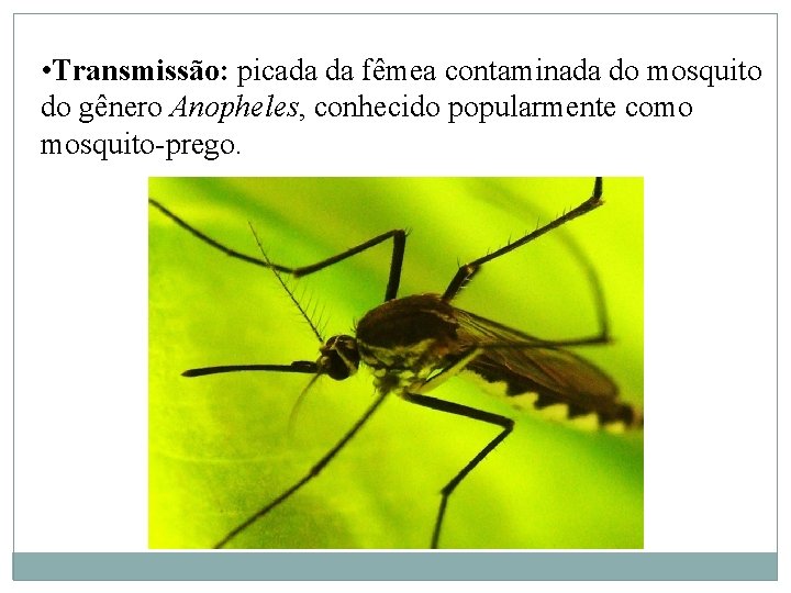  • Transmissão: picada da fêmea contaminada do mosquito do gênero Anopheles, conhecido popularmente