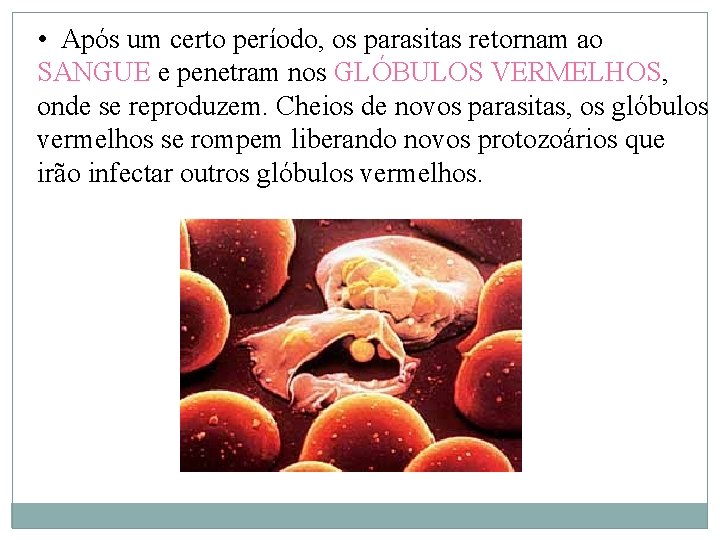  • Após um certo período, os parasitas retornam ao SANGUE e penetram nos