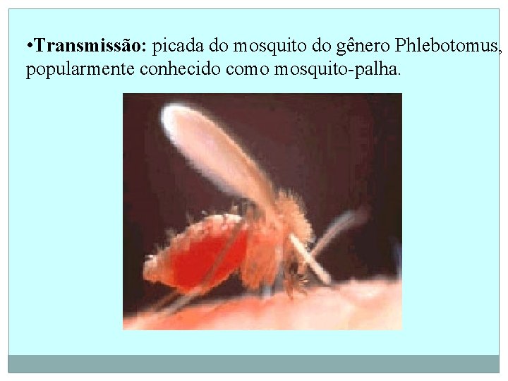  • Transmissão: picada do mosquito do gênero Phlebotomus, popularmente conhecido como mosquito-palha. 