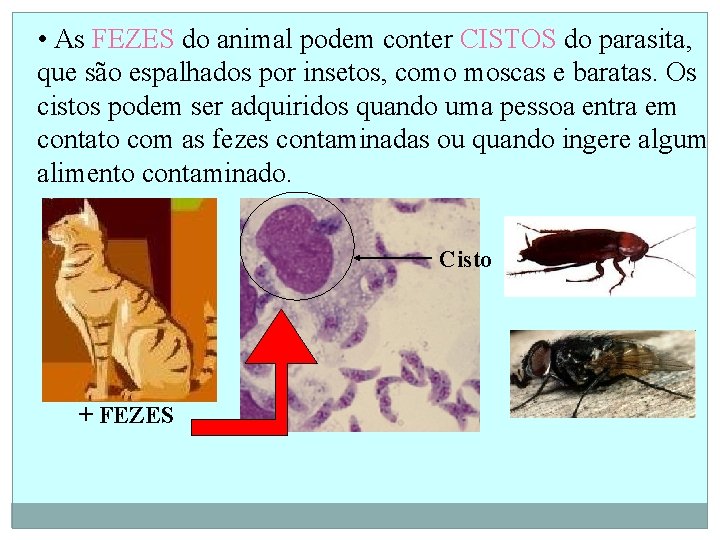  • As FEZES do animal podem conter CISTOS do parasita, que são espalhados