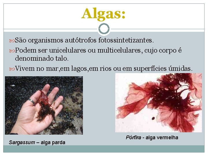 Algas: São organismos autótrofos fotossintetizantes. Podem ser unicelulares ou multicelulares, cujo corpo é denominado