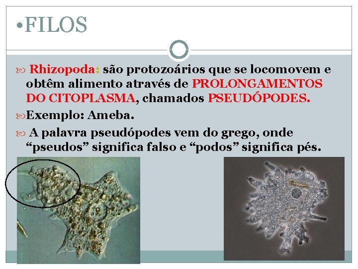  • FILOS Rhizopoda: são protozoários que se locomovem e obtêm alimento através de