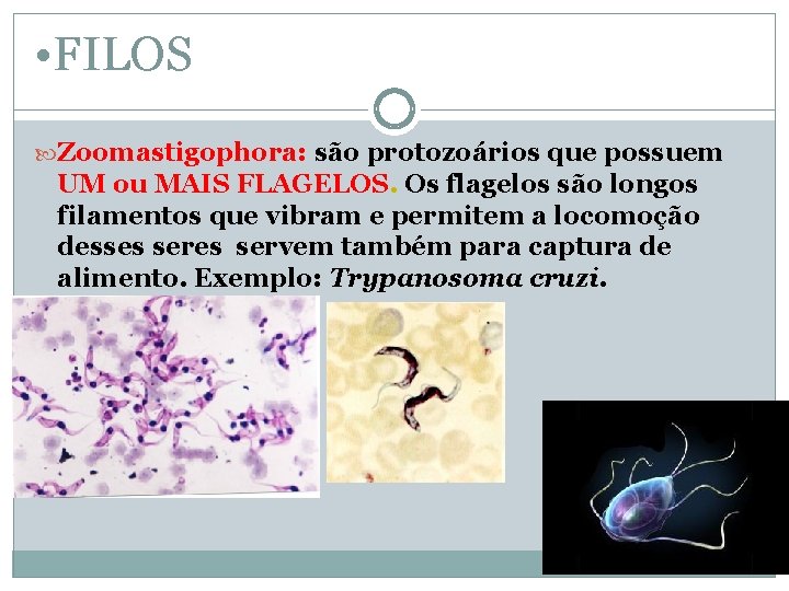  • FILOS Zoomastigophora: são protozoários que possuem UM ou MAIS FLAGELOS. Os flagelos