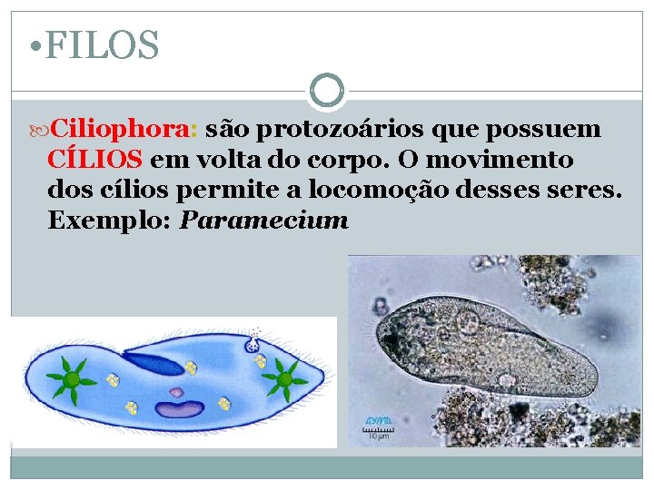  • FILOS Ciliophora: são protozoários que possuem CÍLIOS em volta do corpo. O