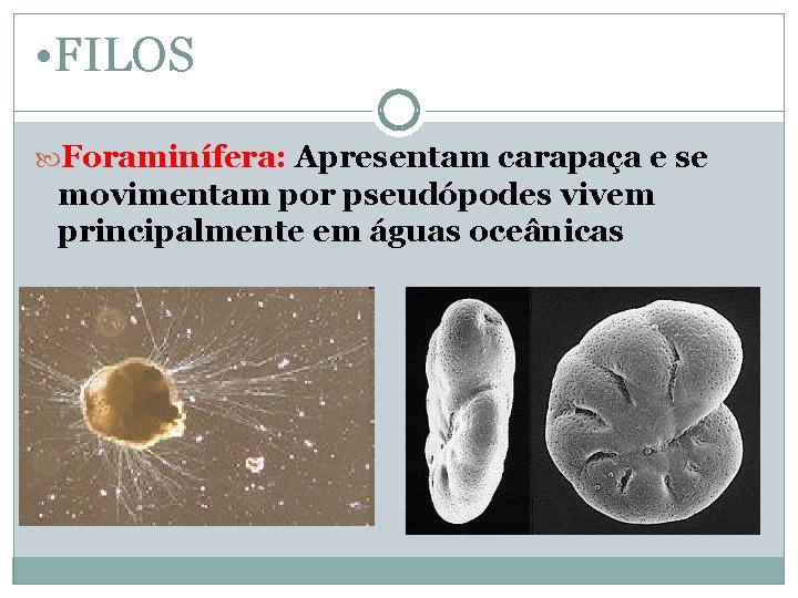  • FILOS Foraminífera: Apresentam carapaça e se movimentam por pseudópodes vivem principalmente em