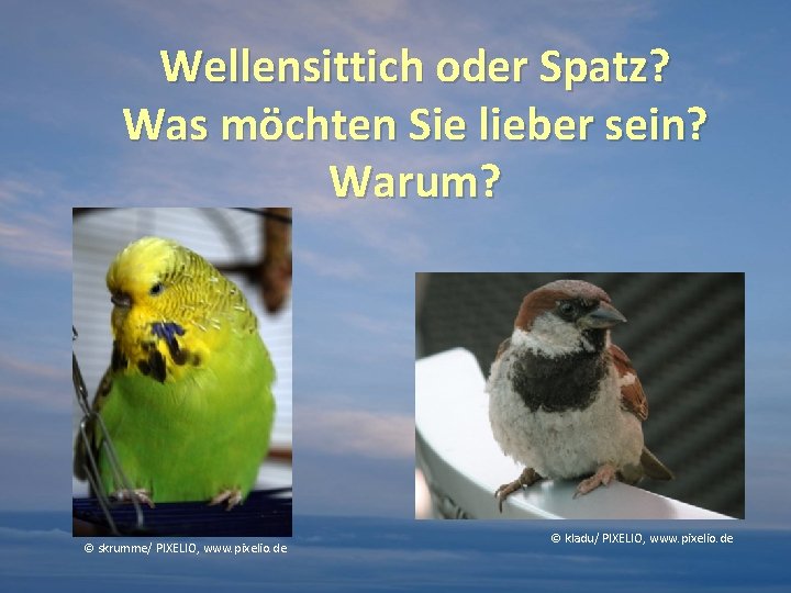 Wellensittich oder Spatz? Was möchten Sie lieber sein? Warum? © skrumme/ PIXELIO, www. pixelio.