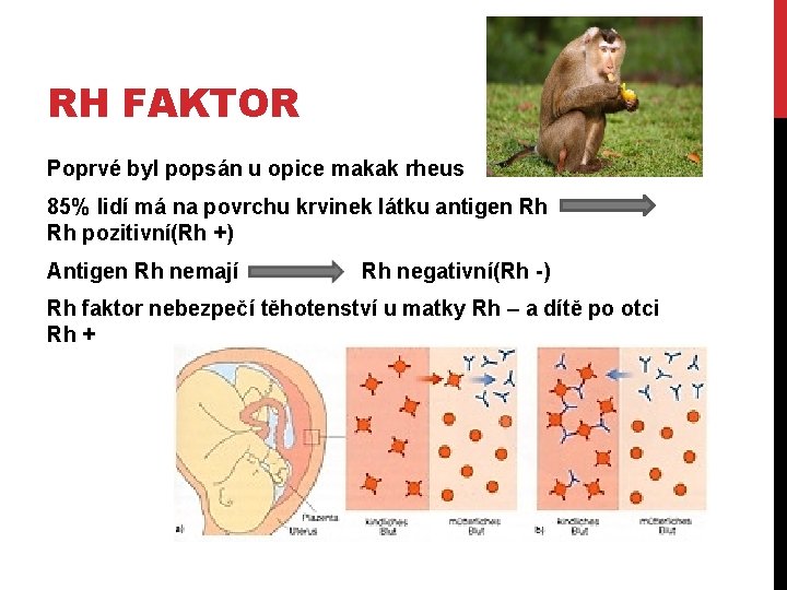 RH FAKTOR Poprvé byl popsán u opice makak rheus 85% lidí má na povrchu