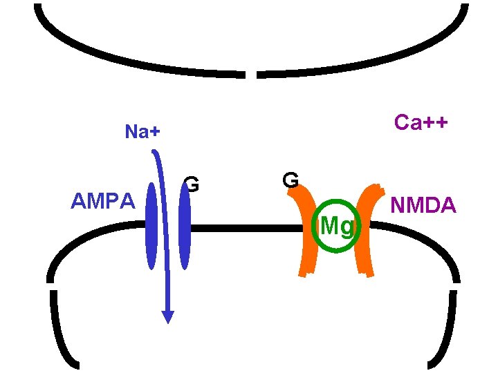 Ca++ Na+ AMPA G G Mg NMDA 