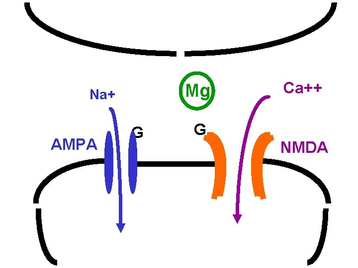 Mg Na+ AMPA G Ca++ G NMDA 