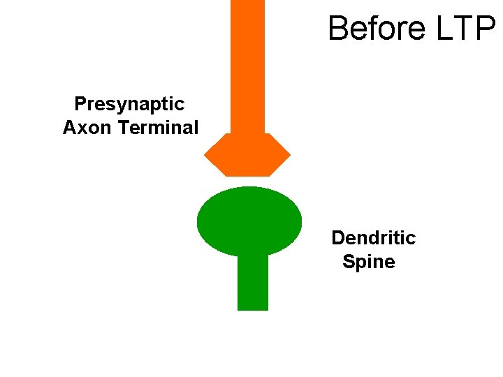 Before LTP Presynaptic Axon Terminal Dendritic Spine 