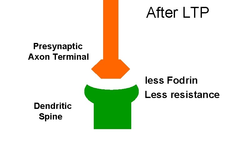 After LTP Presynaptic Axon Terminal less Fodrin Less resistance Dendritic Spine 