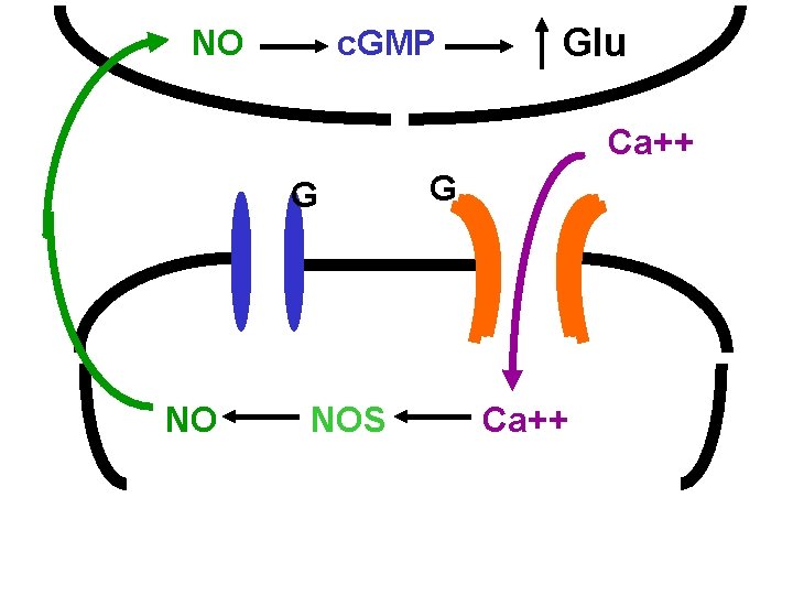 NO c. GMP Glu Ca++ G NO NOS G Ca++ 