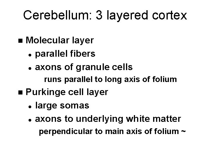 Cerebellum: 3 layered cortex n Molecular layer l parallel fibers l axons of granule